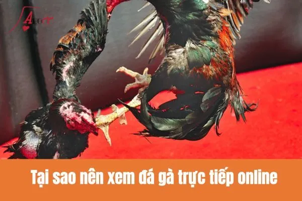 Tại sao nên xem đá gà trực tiếp online?