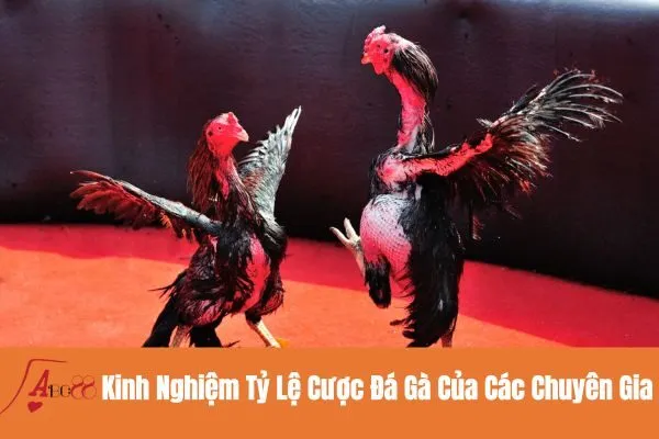 Kinh Nghiệm Tỷ Lệ Cược Đá Gà Của Các Chuyên Gia