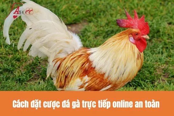 Cách đặt cược đá gà trực tiếp online an toàn
