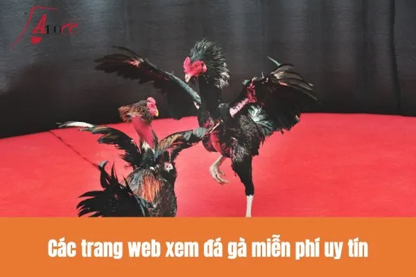Các trang web xem đá gà miễn phí uy tín