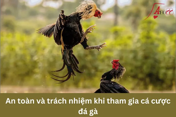 Đá gà cựa dao