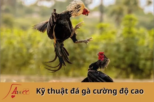 Đá gà với cường độ cao