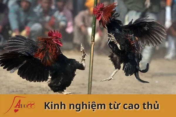 Đá gà thắng thưởng lớn