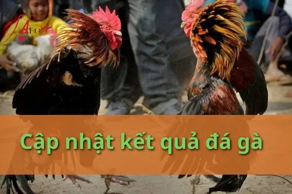 kết quả đá gà