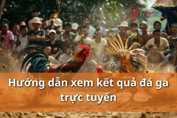 kết quả đá gà