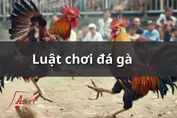 Đá gà các trận đấu lớn